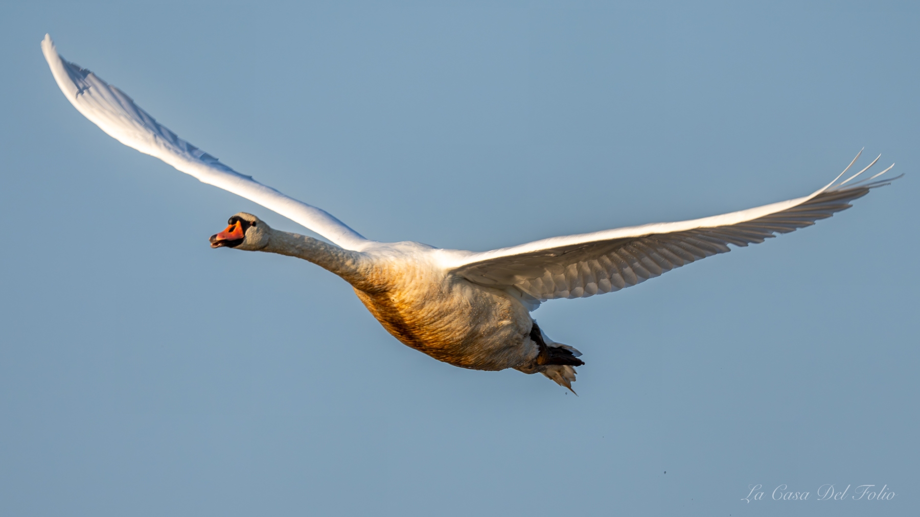 Cygne tuberculé en vol sous la lumière dorée en Brenne