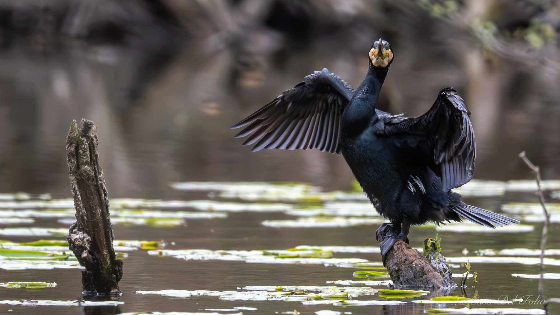 Grand cormoran