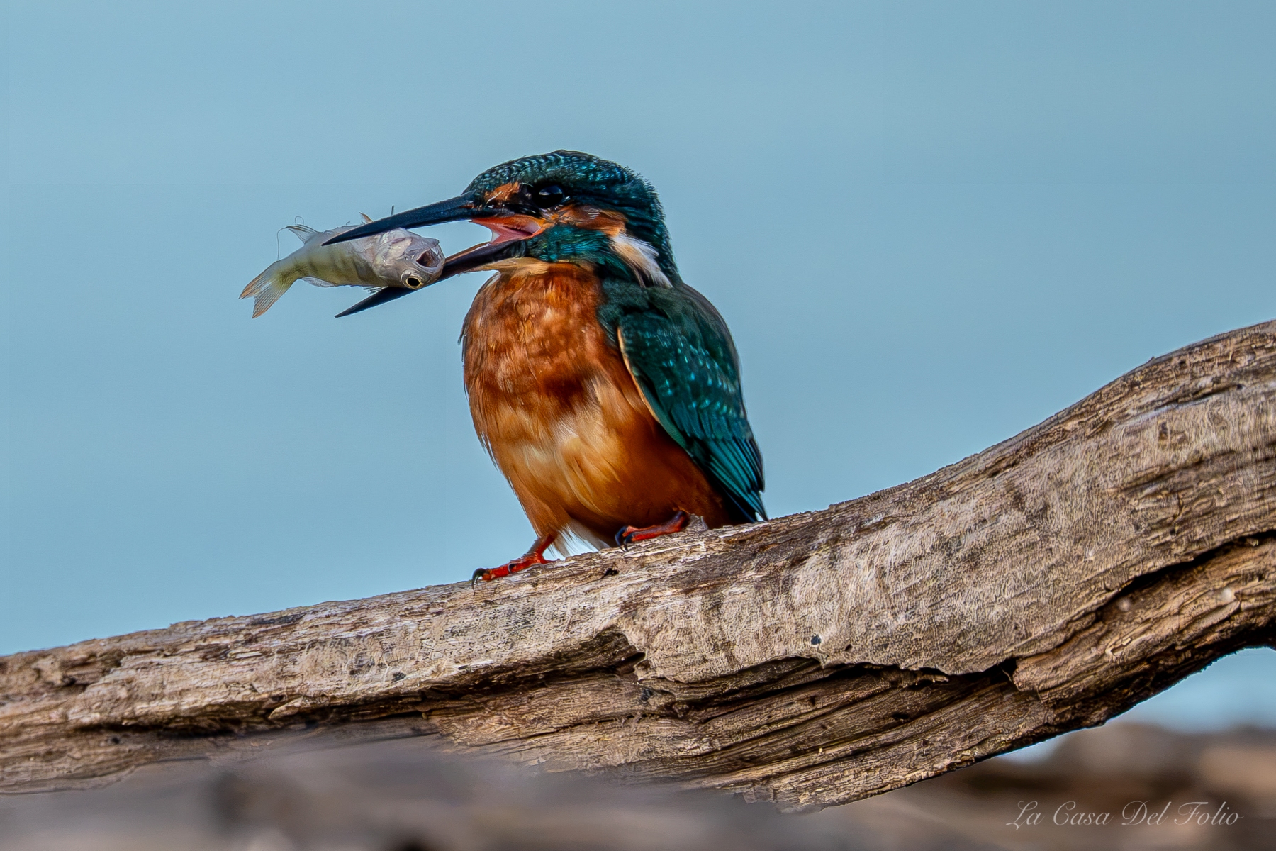 Martin-pêcheur préparant sa proie avant de l’avaler