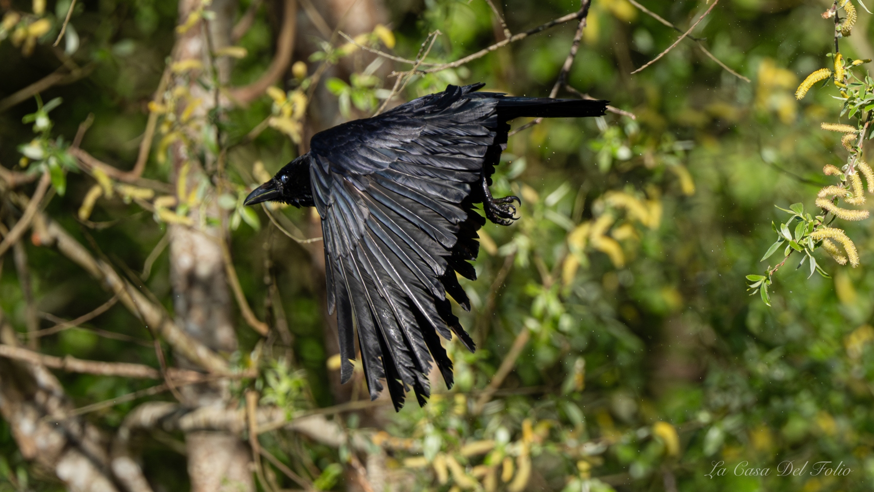corneille noire