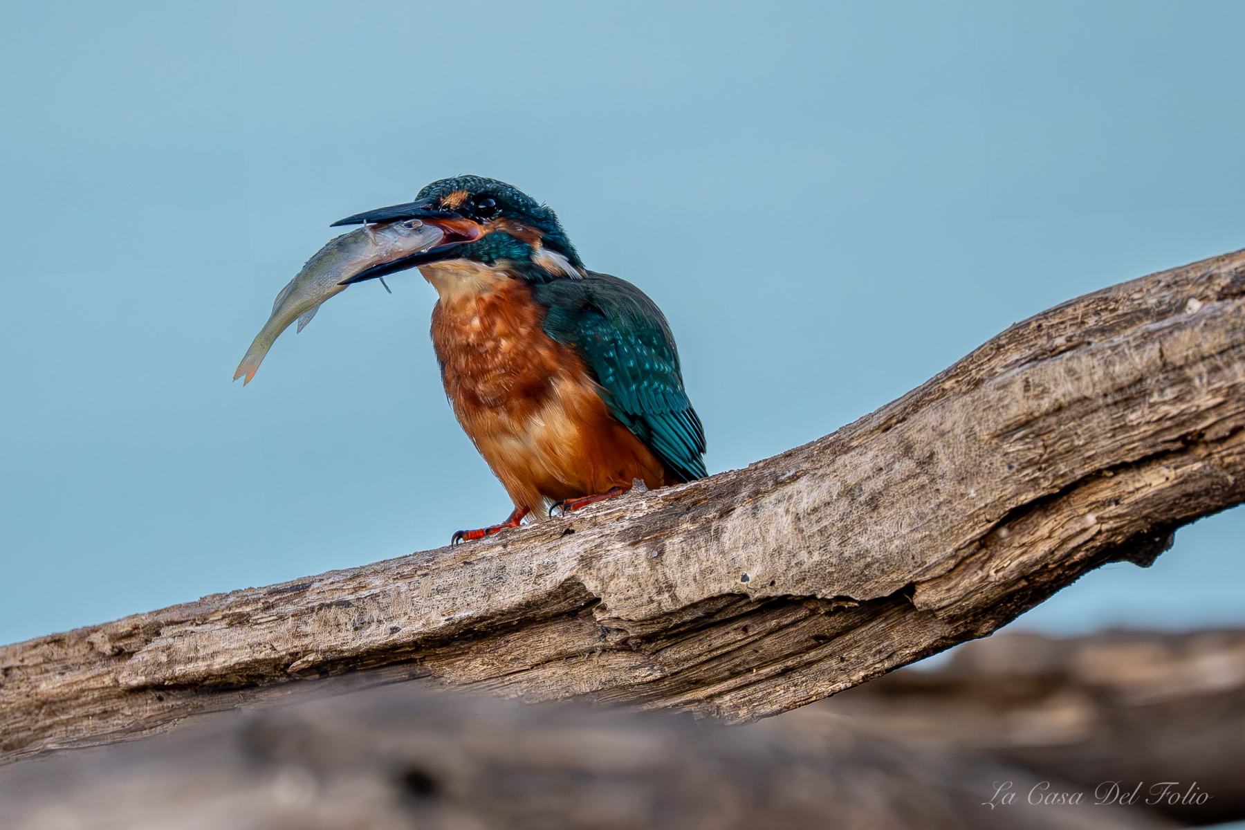 Martin-pêcheur d’Europe et son poisson fraîchement pêché