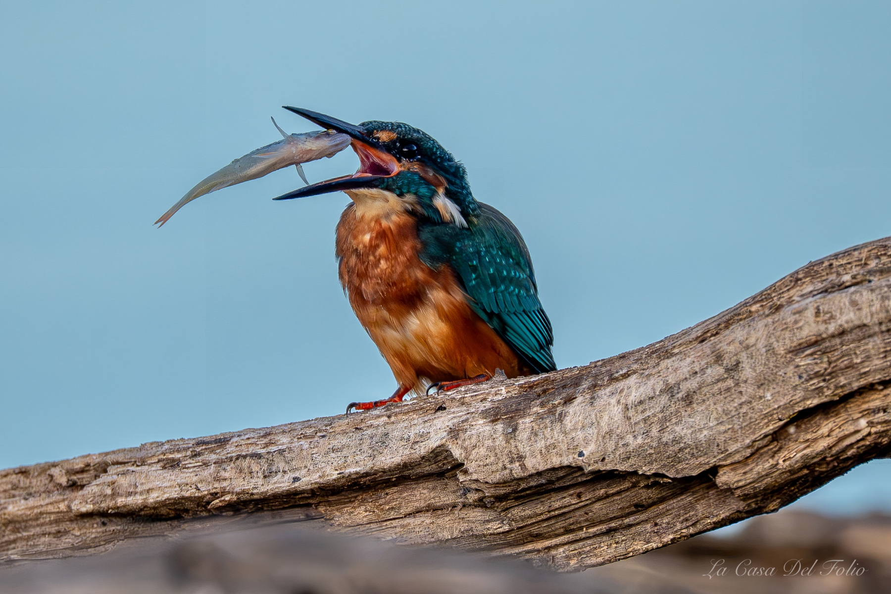 Martin-pêcheur tenant sa proie sur son perchoir