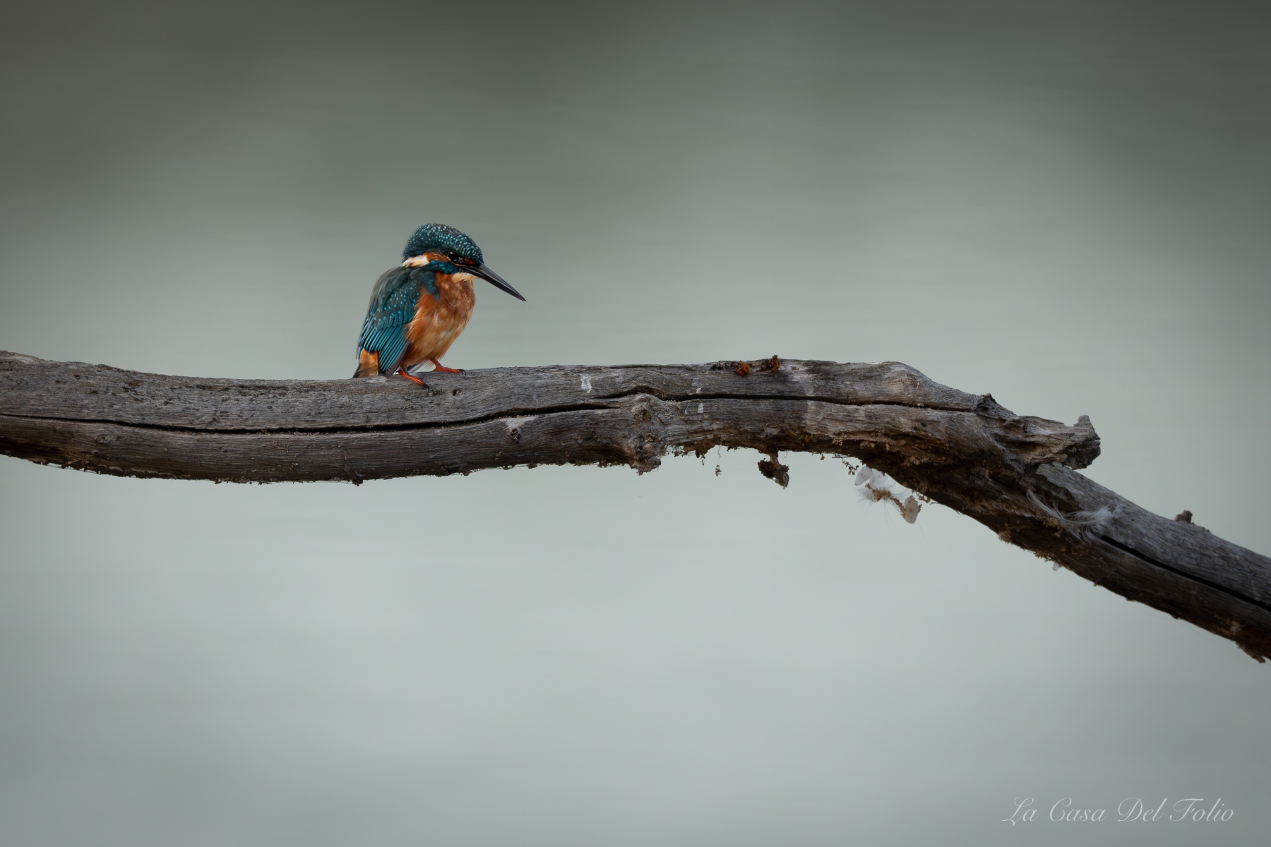 Martin-pêcheur d’Europe posé sur une branche dans le Parc naturel régional de la Brenne