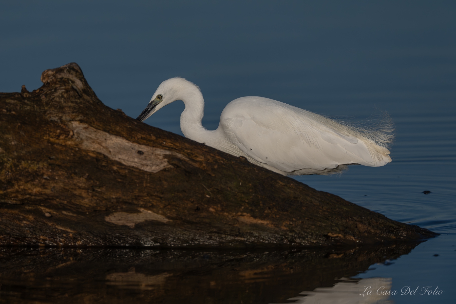 Aigrette garzette à l’affût sur un tronc – Brenne