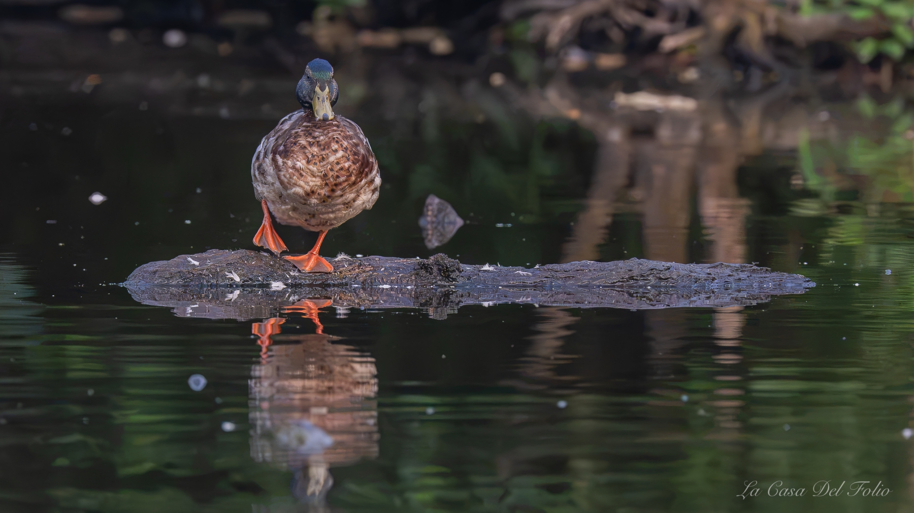 Canard colvert mâle sur un tronc dans la rivière du Gèvre à Nantes