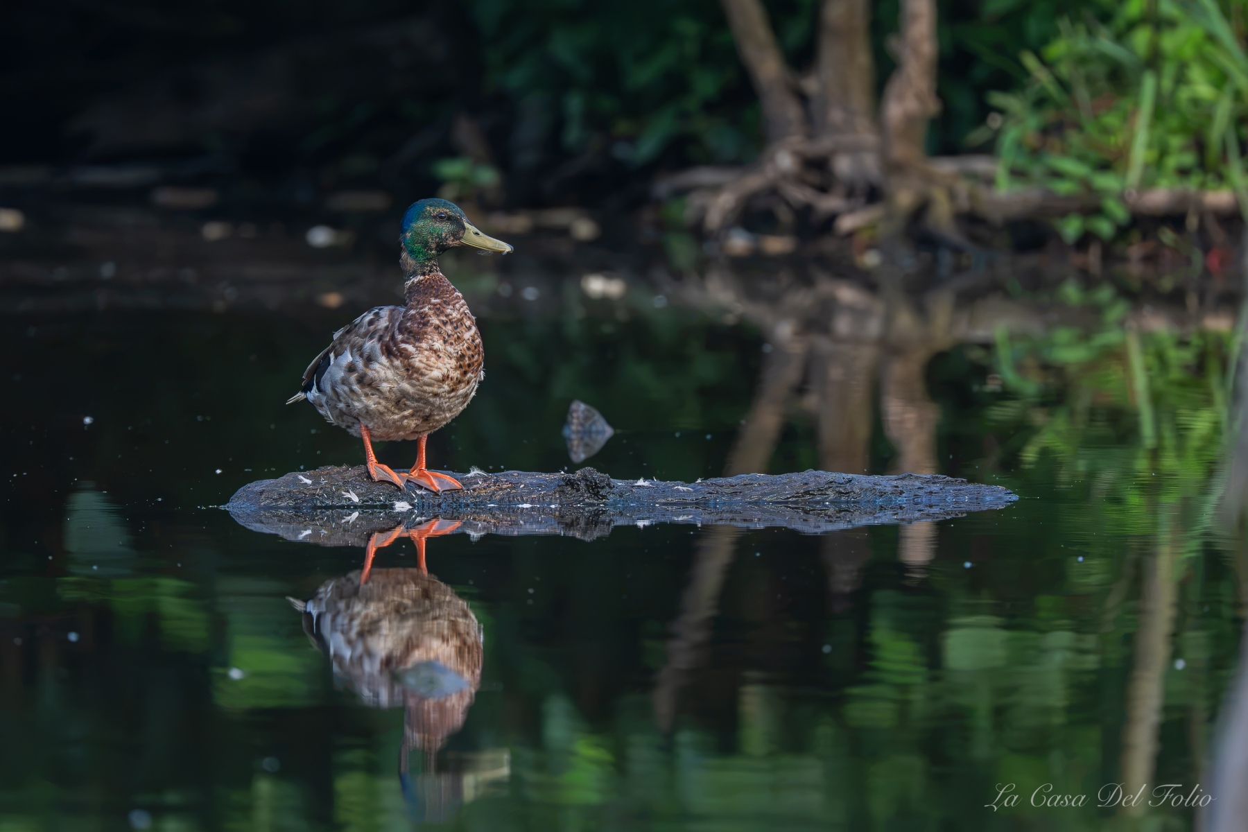 Canard colvert mâle (Anas platyrhynchos)