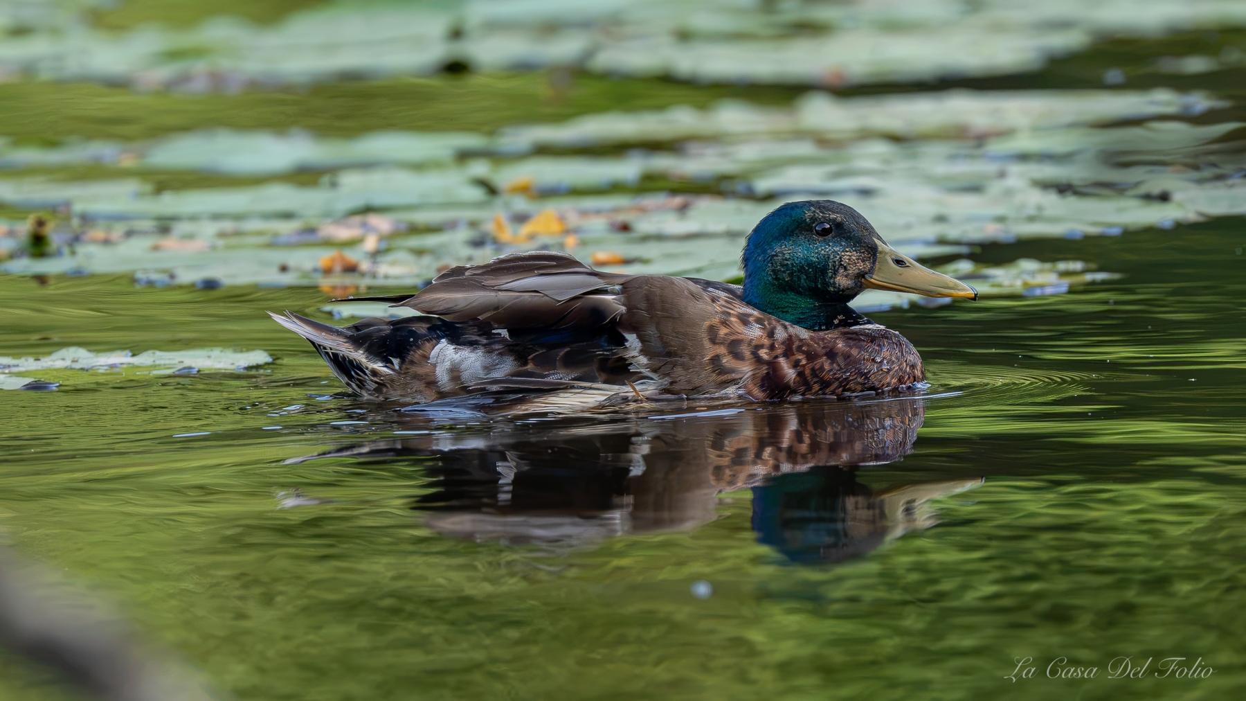 Canard colvert mâle nageant sur la rivière du Gèvre à Nantes