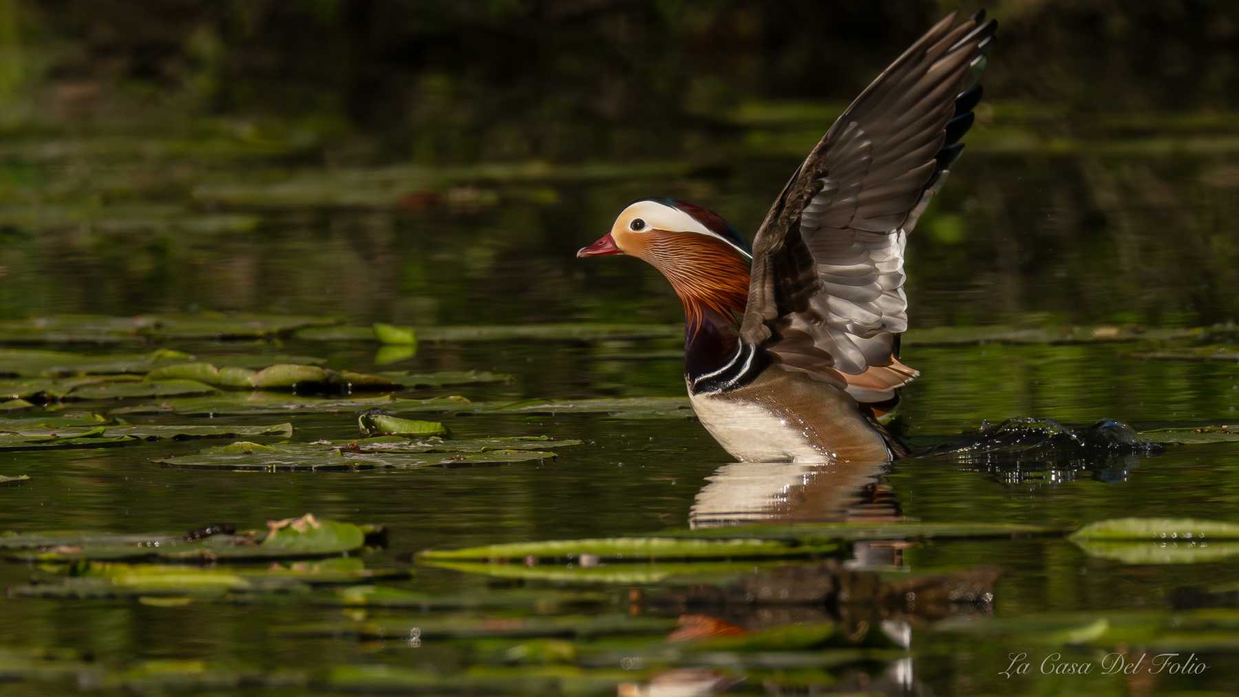Canard mandarin