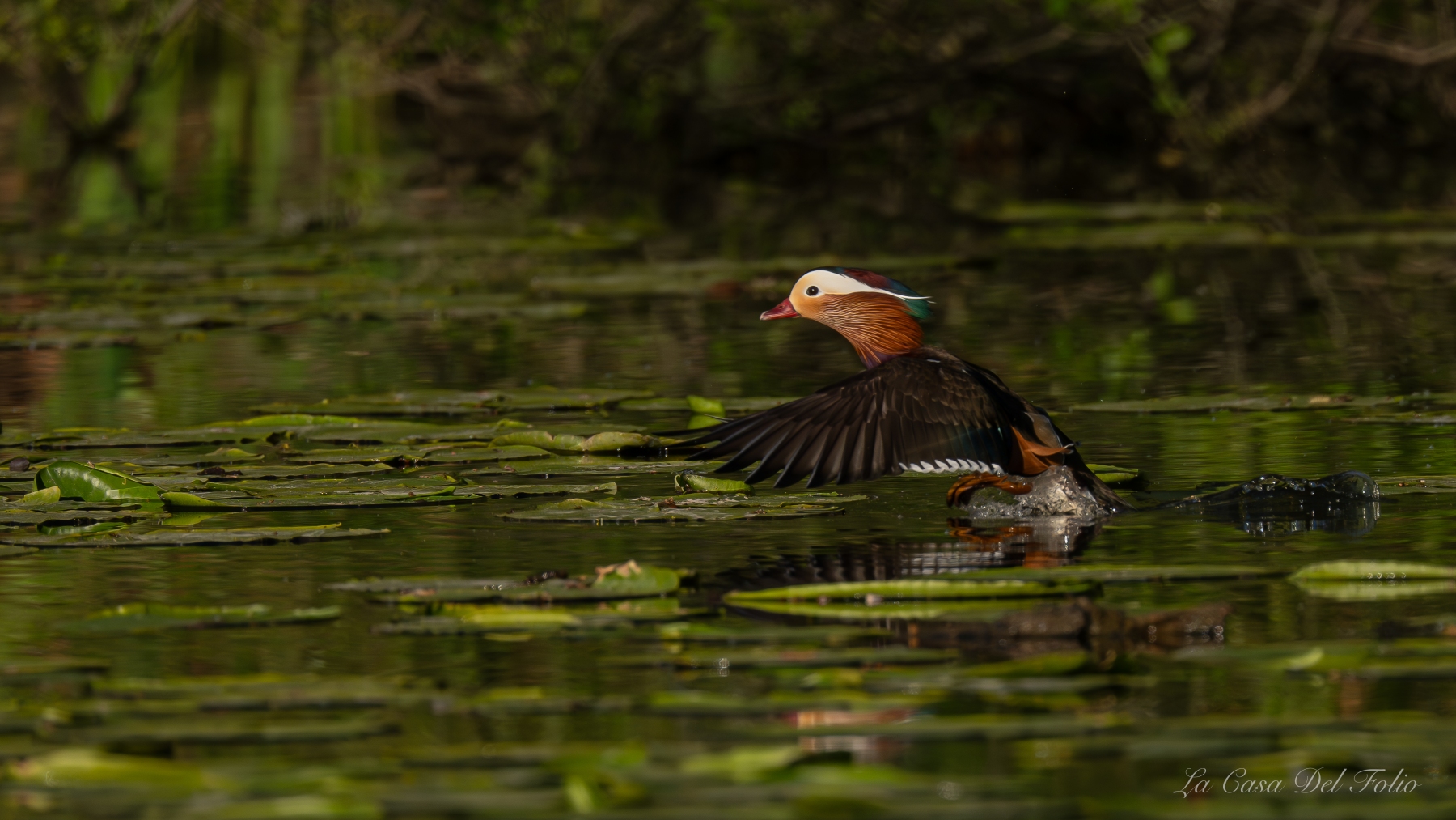 Canard mandarin