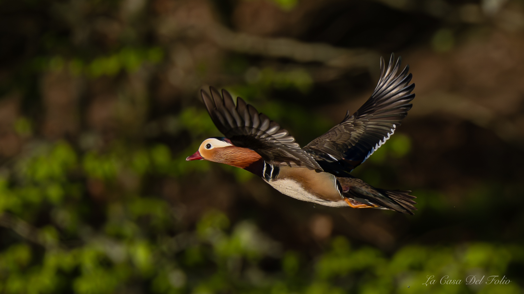 Canard mandarin