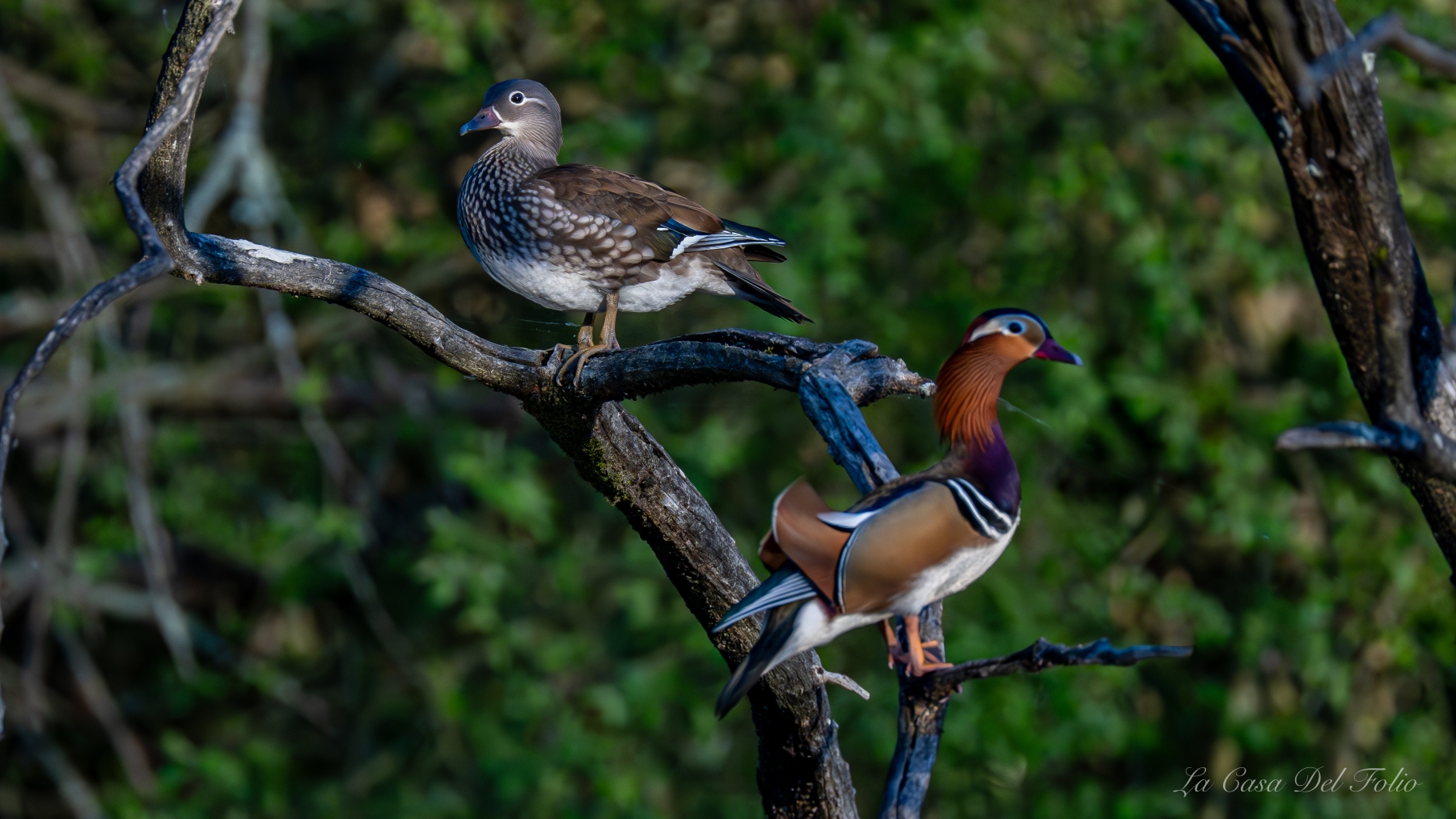 Canard mandarin