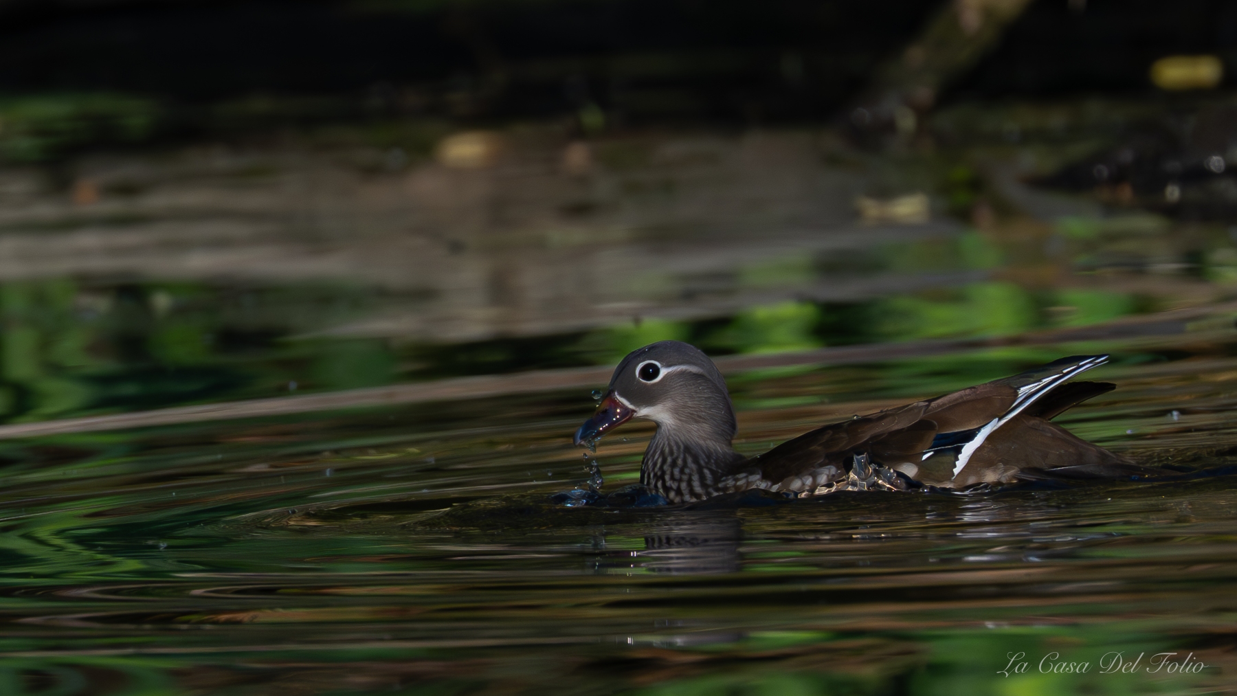 Canard mandarin