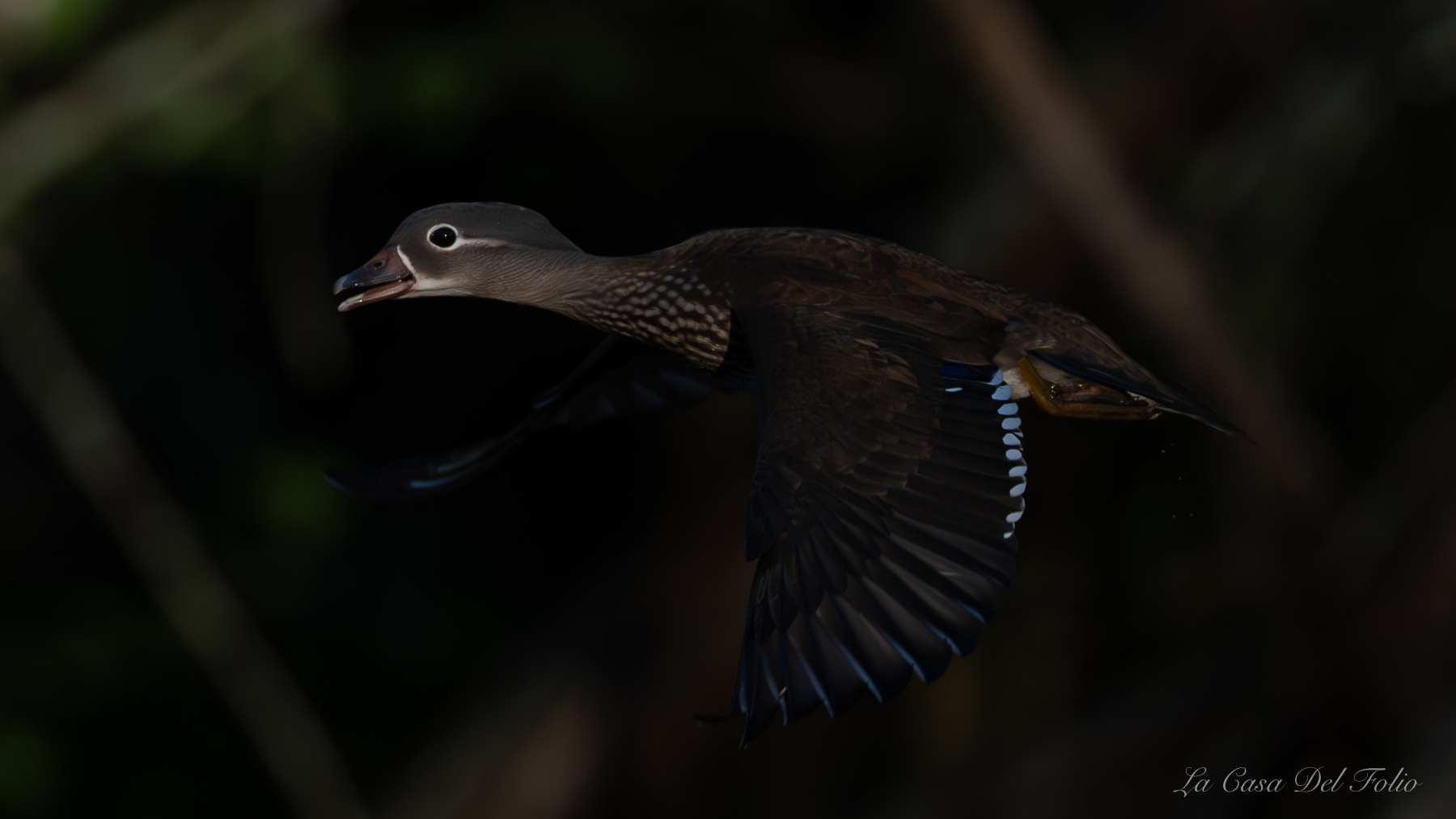 Canard mandarin