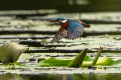 Les Oiseaux