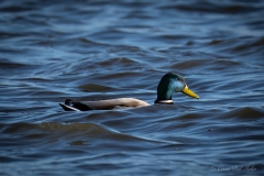 Canard colvert - mâle