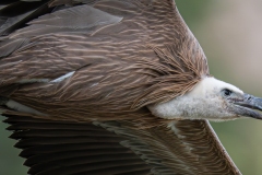 Vautour fauve en vol – Pyrénées