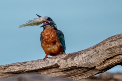 Martin-pêcheur d’Europe posé avec un poisson