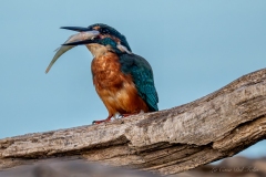Martin-pêcheur lors d’une scène de pêche matinale