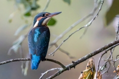 Martin-pêcheur d'Europe (Alcedo atthis)