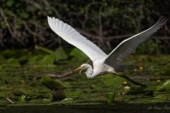 Grande Aigrette (Ardea alba)