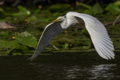 Grande Aigrette prenant son envol au-dessus des nénuphars au Gèvre à Nantes