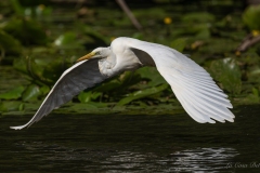 Grande Aigrette prenant son envol au-dessus des nénuphars au Gèvre à Nantes