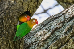 Inséparables de Fischer