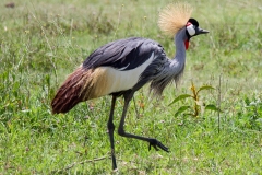 Grue couronnée grise