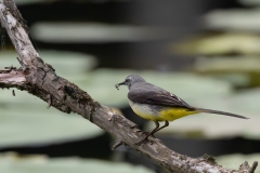 Bergeronnette des ruisseaux (Motacilla cinerea)