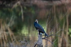 Grand Cormoran