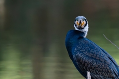 Grand Cormoran