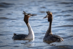 Grèbe huppé ( Podiceps cristatus)