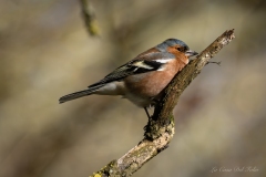 Pinson des arbres