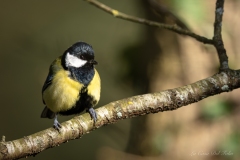 Mésange charbonnière