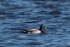 Canard colvert - mâle