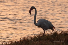 Flamant rose