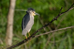 Bihoreau gris (Nycticorax nycticorax)