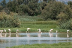 Flamant rose