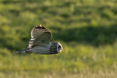 Hibou des marais