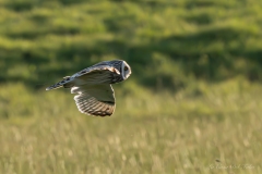 Hibou des marais