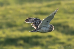 Hibou des marais