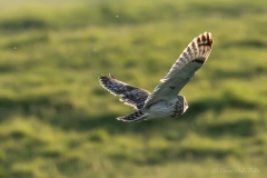 Hibou des marais