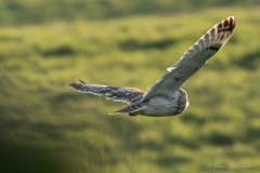 Hibou des marais