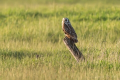 Hibou des marais