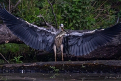 Héron cendré (Ardea cinerea)