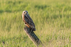 Hibou des marais