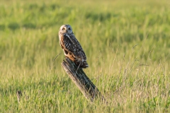 Hibou des marais