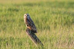 Hibou des marais