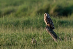 Hibou des marais