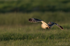 Hibou des marais